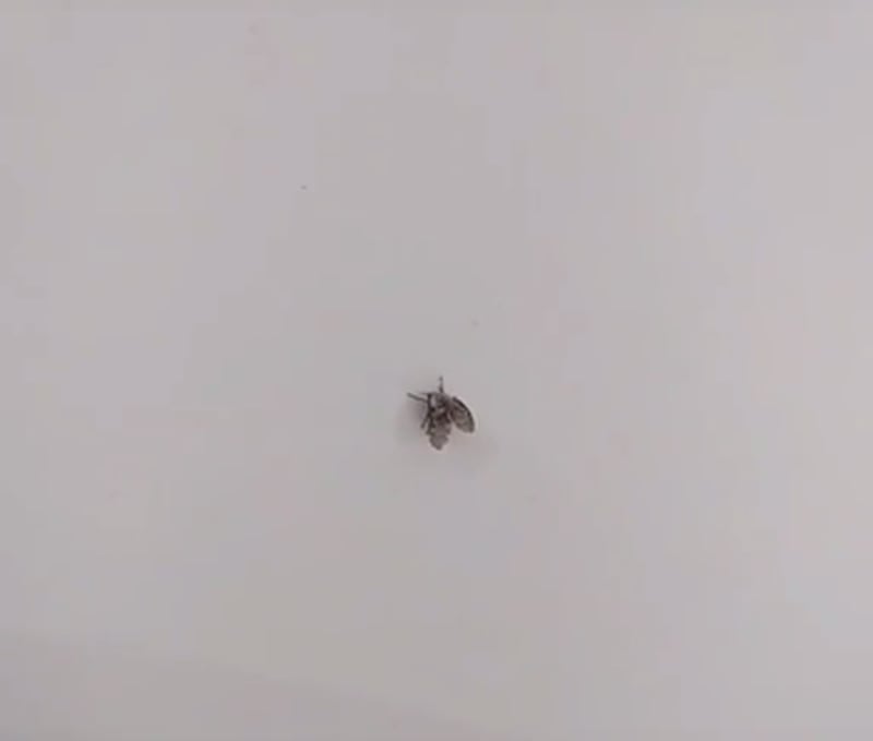Como acabar com as moscas de banheiro