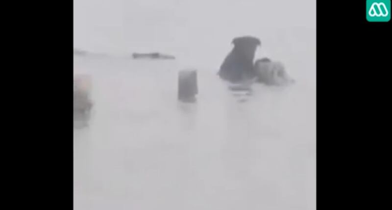 Vídeo registra resgate angustiante de cachorro preso em meio à inundação no Chile