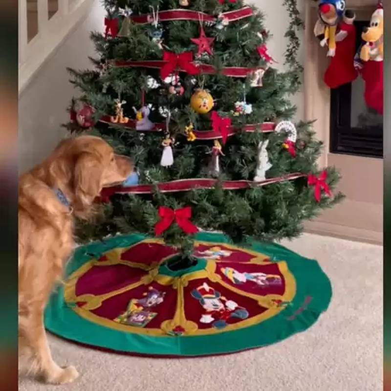 Cão 'rouba' mesmo enfeite de Árvore de Natal todos os dias para tirar uma  soneca ao seu lado – Metro World News Brasil