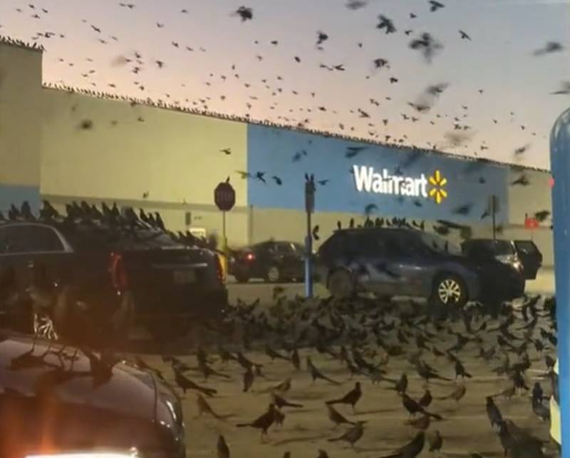 Pássaros invadiram o estacionamento e pousaram sobre os carros