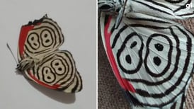 Borboleta ‘misteriosa’ com número 88 nas asas é encontrada em Dois Irmãos e espécie tem detalhe revelador