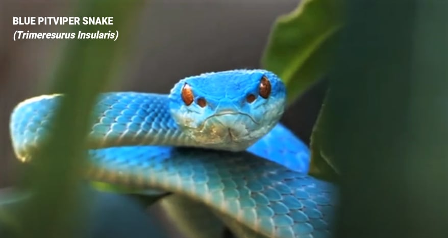 Conheça a incrível cobra coral azul da Malásia - CenárioMT