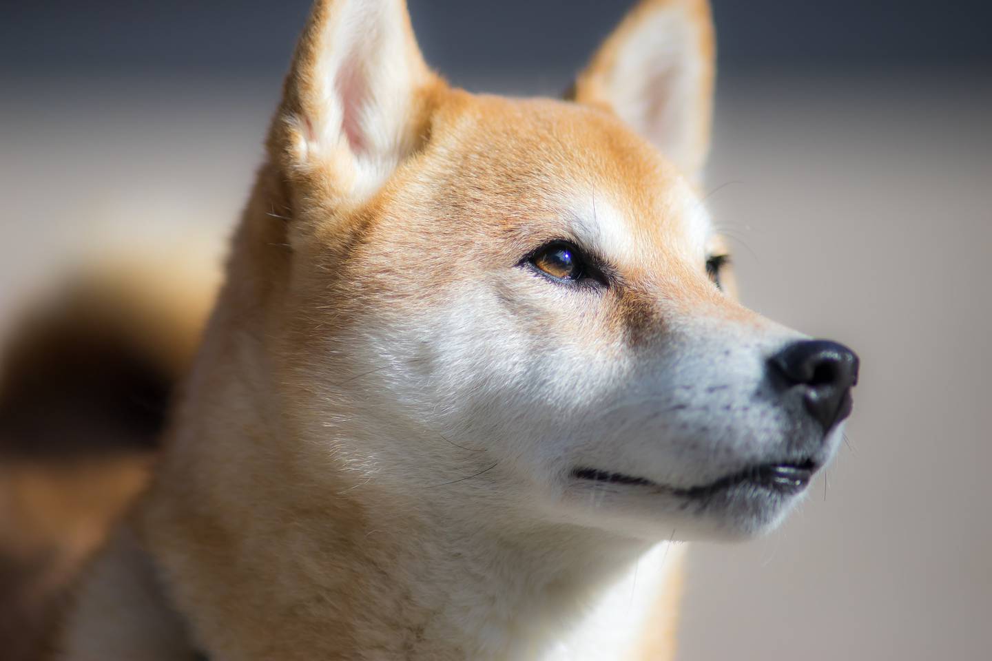 Quais as raças de cães ideais para pessoas introvertidas?