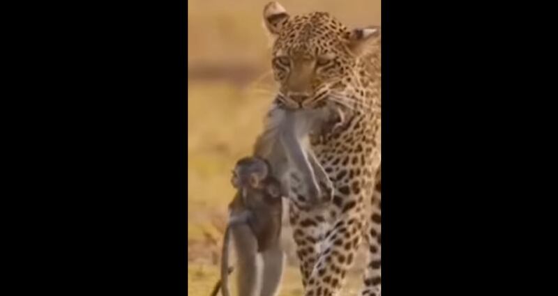 Vídeo mostra momento em que guepardo captura macaco e filhote permanece preso à mãe
