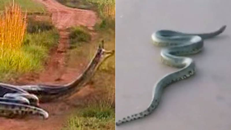 Anacondas em estradas.