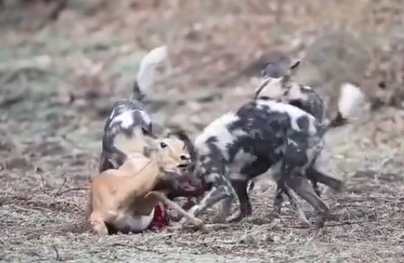 Vídeo registra ataque mortal de grupo de cães selvagens à impala que estava grávida; assista