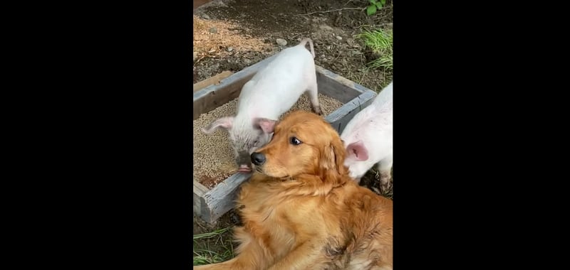 Vídeo foto que mostra amizade entre golden retriever e porquinhos se torna viral nas redes
