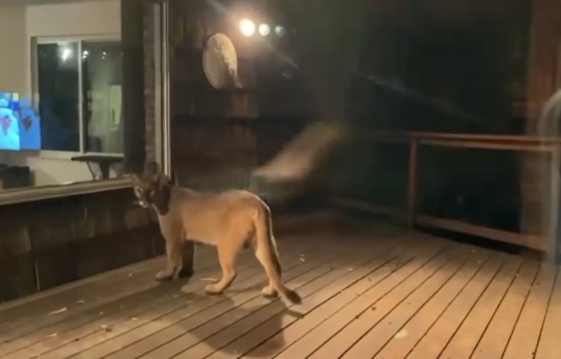 Em vídeo inusitado, mulher registra momento em que puma se aproxima de sua casa; assista