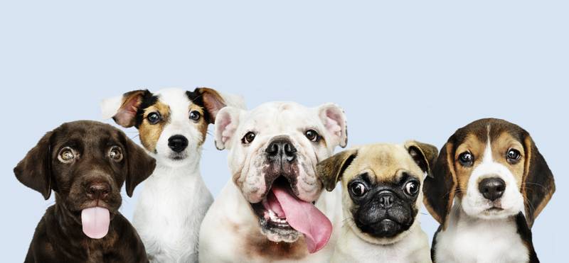 5 raças de cachorro indicadas para apartamento