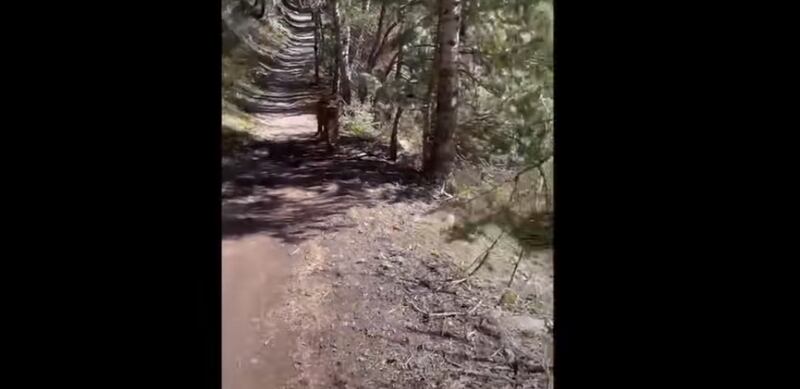 Vídeo registra momento em que homem é perseguido por leão da montanha durante caminhada; assista