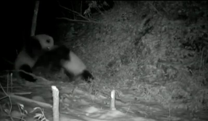 Vídeo impressionante registra luta feroz de ursos pandas na China
