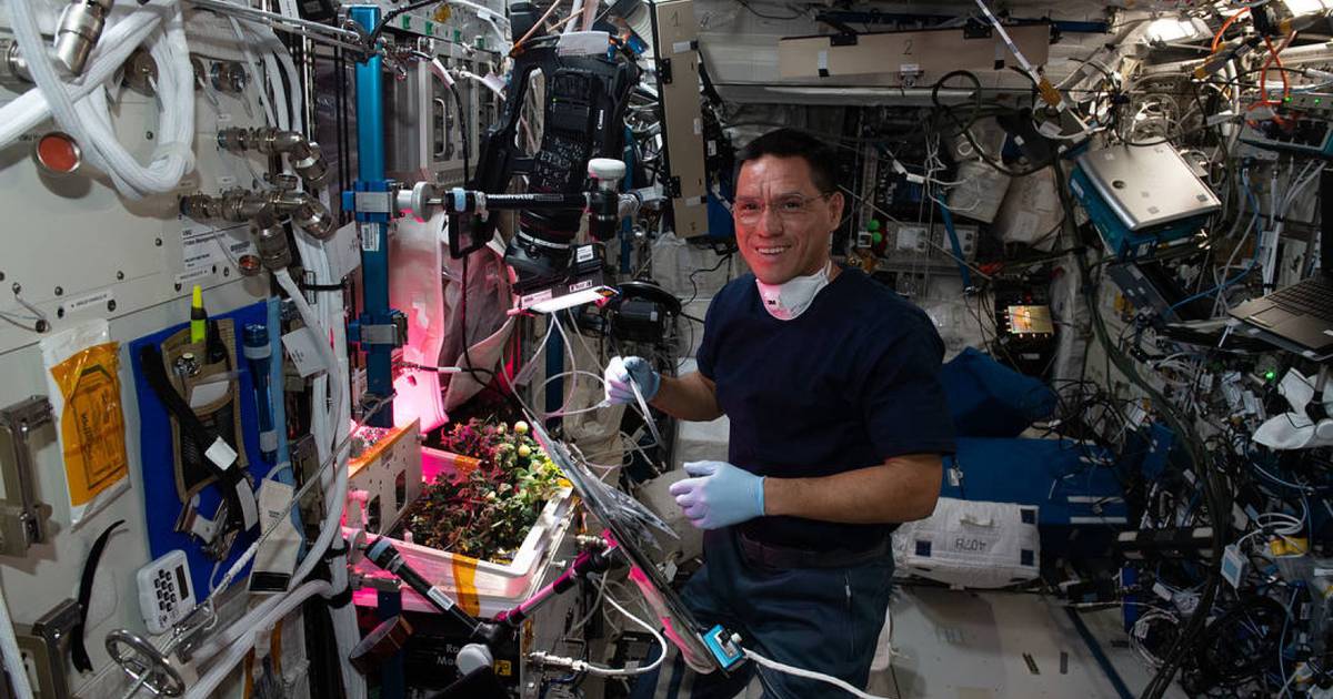 ¿Qué está creciendo el astronauta de la NASA en el espacio y para qué?  Conozca más sobre las investigaciones agrícolas que se realizan en la Estación Especial Internacional