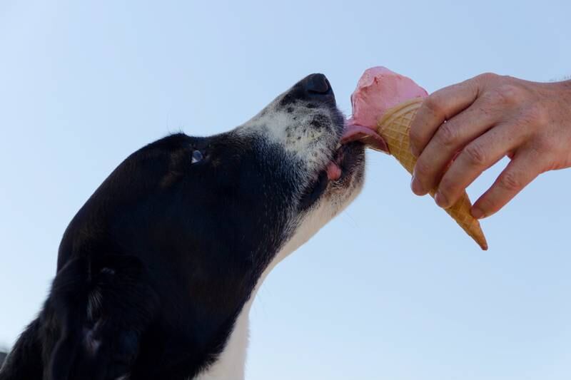 Cachorro tomando sorvete