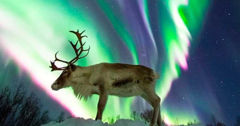 FOTO: captado por primeira vez animal selvagem posando diante do fenômeno aurora boreal