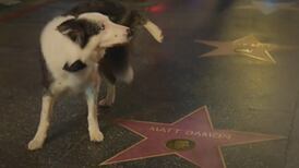 Protesto? Após Oscar, cachorro Messi ‘faz xixi’ em estrela de Matt Damon na Calçada da Fama