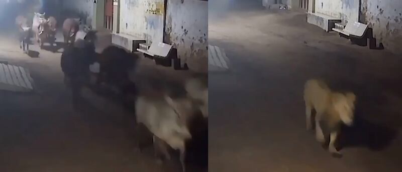 Câmera de segurança flagra ‘corrida’ de vacas para escapar de leão; veja vídeo