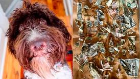 Cachorro devora US$ 4 mil e donos tentam ‘remontar’ dinheiro recuperado nas fezes
