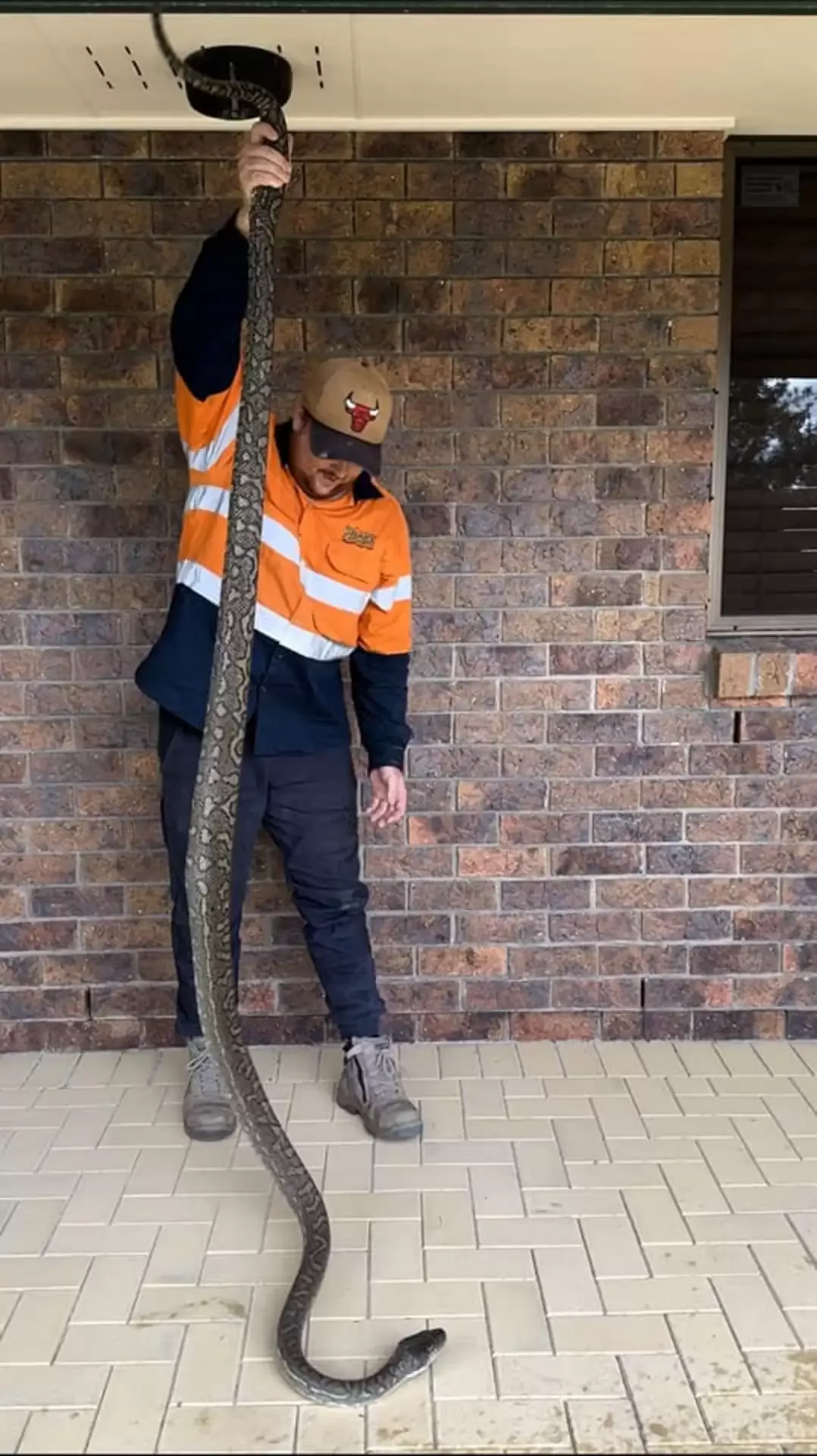 Cobra de mais de 3 metros é encontrada morando em teto de banheiro