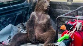VÍDEO: Ursa filhote fica ‘doidona’ após comer grande quantidade de mel alucinógeno, na Turquia
