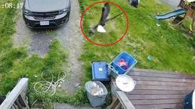 VÍDEO: Águia agarra pequena yorkshire no quintal de casa, mas presa consegue se soltar na decolagem