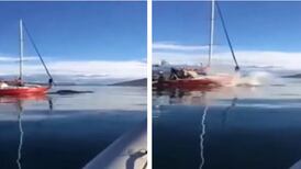 Baleia é atropelada após ser perseguida por barco; tripulantes ‘apenas riam’