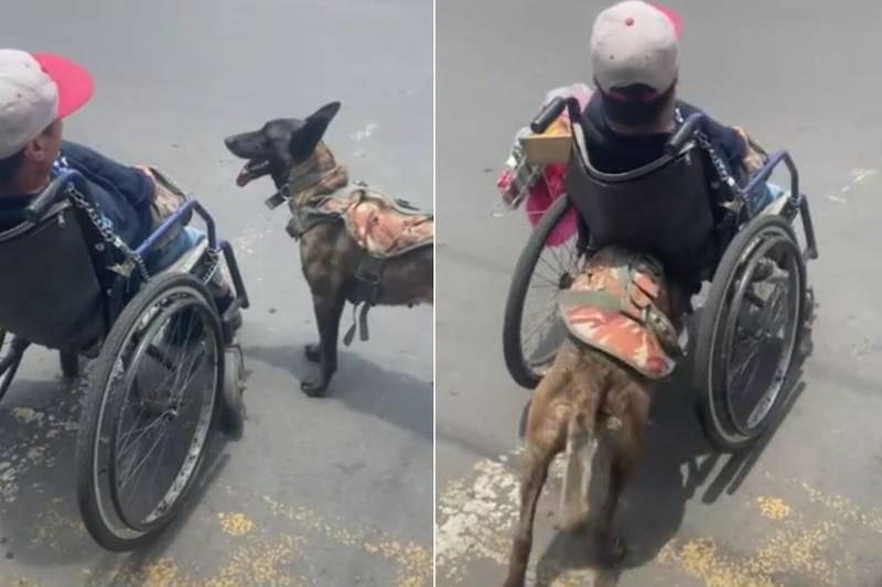 Cachorro ajuda cadeirante a atravessar a rua e viraliza