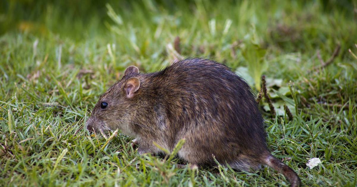 Tons of rats invade Queensland cities, causing despair – Metro World News Brazil
