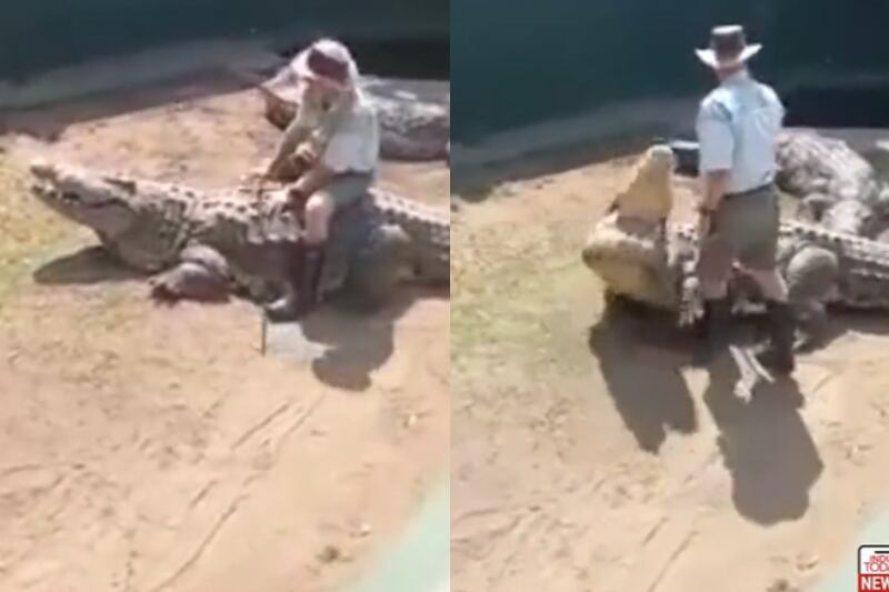 Vídeo mostra momento em que crocodilo ataca homem que se sentou em suas costas