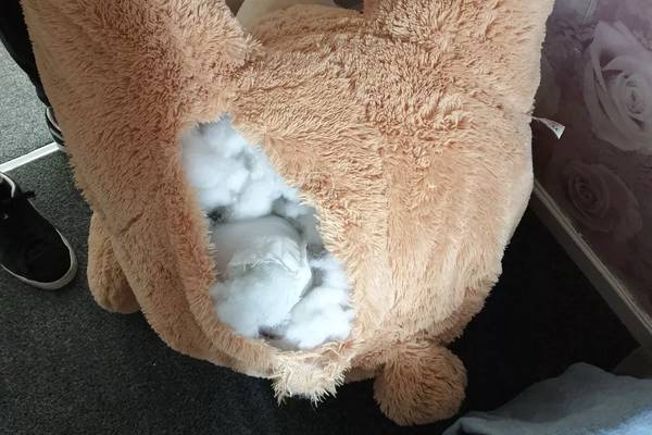 Ladrão de carro é achado dentro de urso de pelúcia gigante; polícia notou brinquedo ‘respirando’
