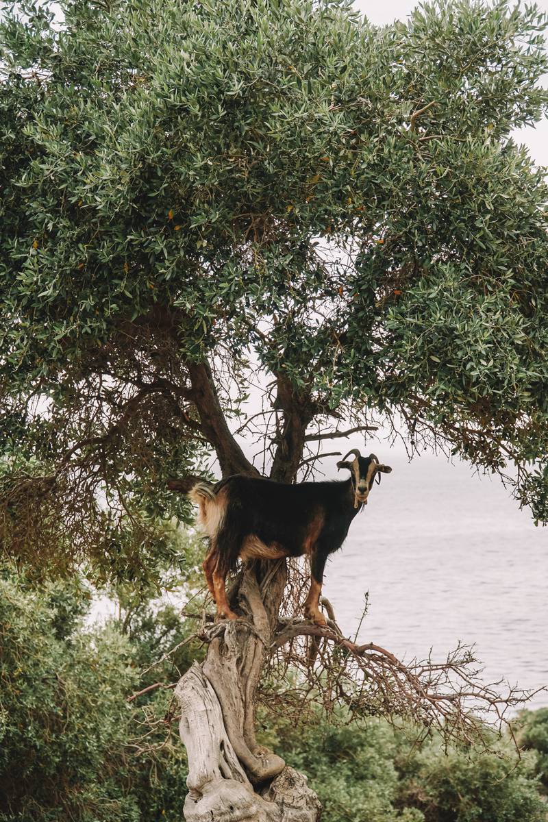 Cabra em cima de árvore