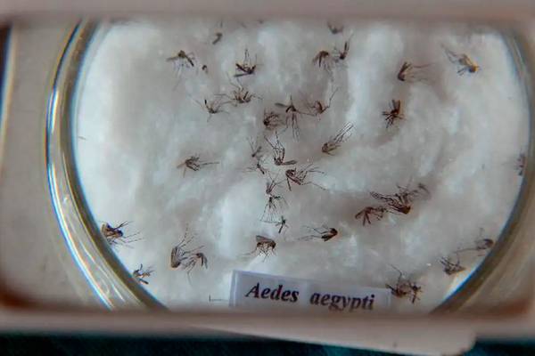 Dia D contra a dengue convoca população a eliminar focos do mosquito