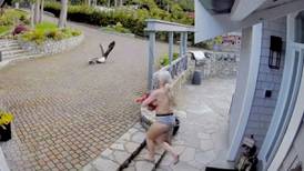 Vídeo flagra momento em que mãe com criança de colo enfrenta águia em esforço para salvar ganso de estimação; confira
