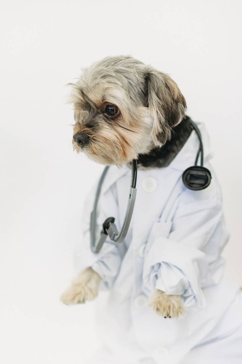 Cachorro vestido de médico