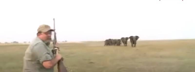 Elefantes atacando caçador/ Youtube