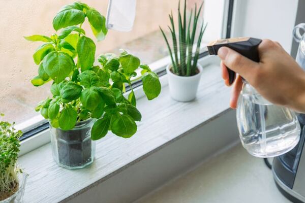 Por que evitar o parapeito das janelas para plantas domésticas