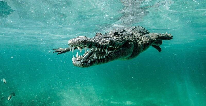 Em foto e vídeo impressionante, fotógrafo fica cara a cara com crocodilo; assista