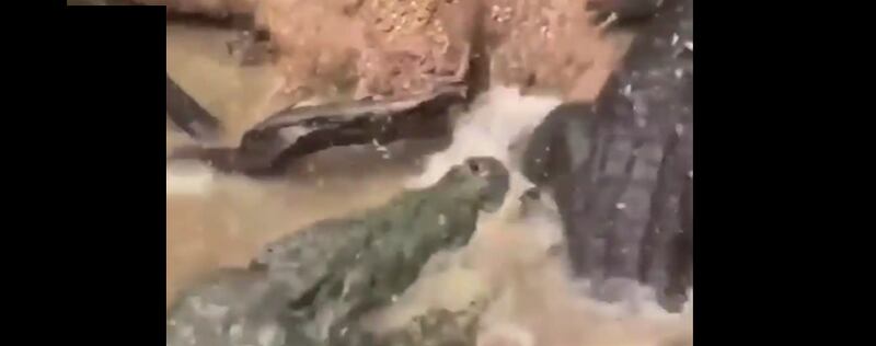 Vídeo registra embate impactante e brutal entre dois crocodilos; assista