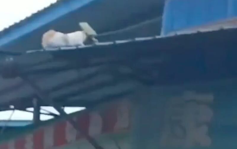 gato cai de telhado
