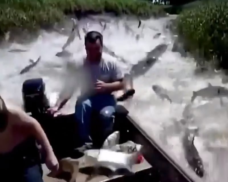 Vídeo: Família é surpreendida por centenas de 'peixes voadores' durante passeio de barco; assista