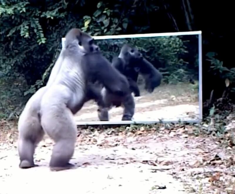 Vídeo registra momento em que gorila fica ‘intrigado’ com próprio reflexo e parte para briga; assista