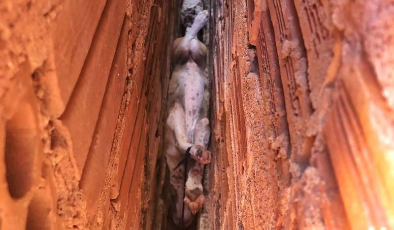 Cadela é resgatada em fenda entre paredes no MA