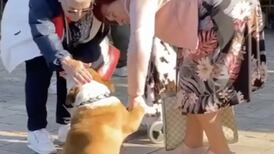 Cachorro espera clientes de sua dona na porta da loja para cumprimentá-los com ‘aperto de mão’