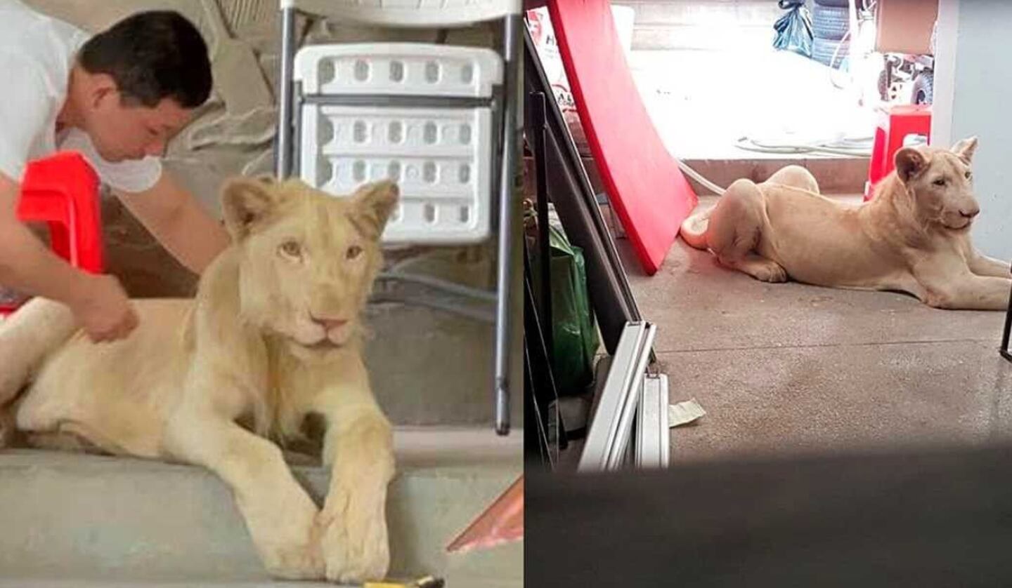 Leão que sofria maus-tratos e era utilizado para gravar vídeos para TikTok é resgatado no Camboja