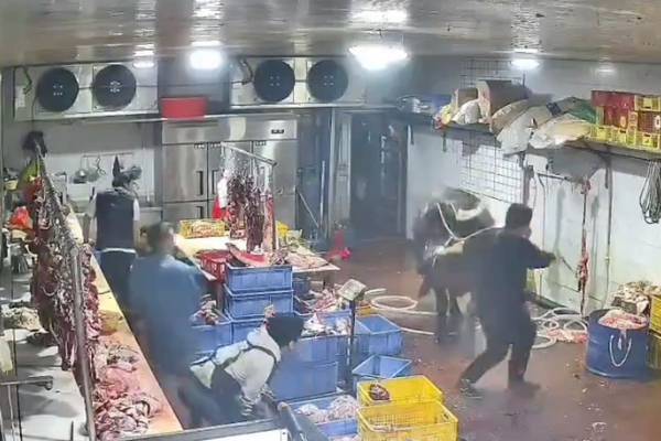 Vingança? Vaca ataca trabalhadores de um matadouro