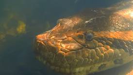 Vídeo mostra como é encontrar uma anaconda debaixo d’água