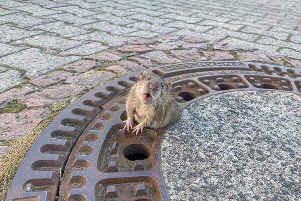 Alemanha: Bombeiros salvam rato preso em bueiro, mas bicho morde um deles