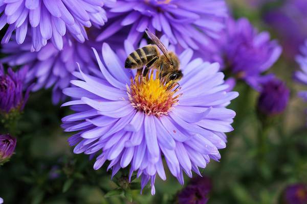 Criação de abelhas causa conflito entre vizinhos