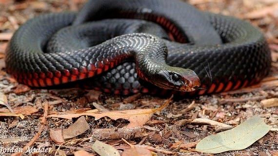 Cobra-negra-de-barriga-vermelha