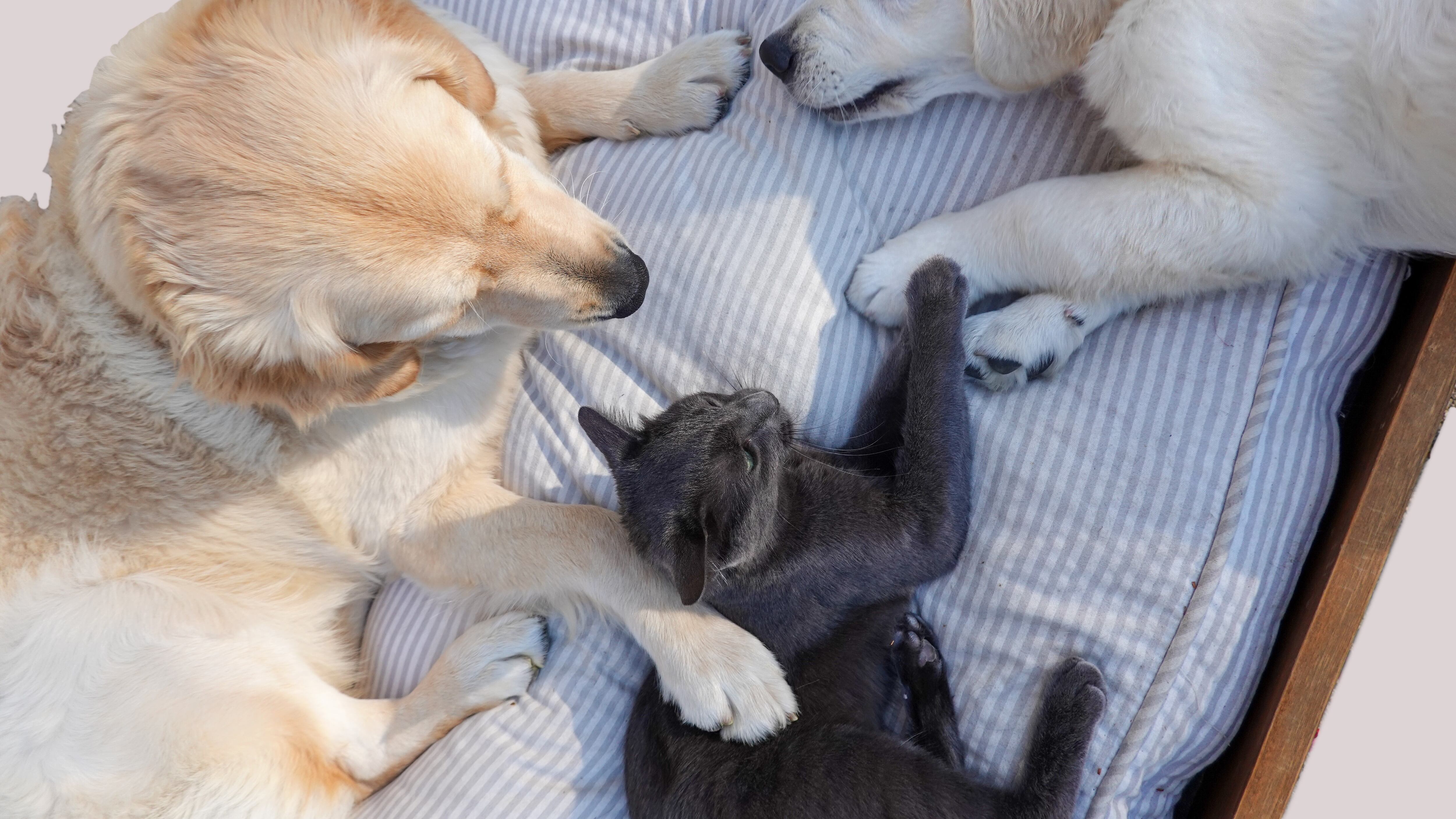 Dois cães brancos deitados junto com gato preto