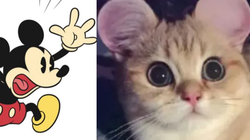 Cercenan orejas de mascotas